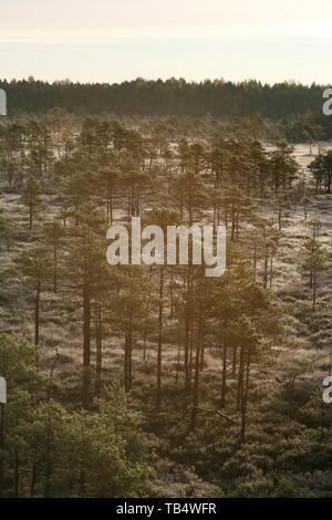 Frosty mattina in un bog Foto Stock