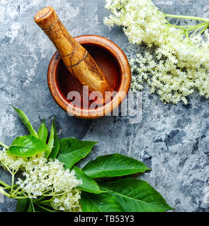 Sambucus.infiorescenze e foglie di lâ Elderflower.ramo di bacche di sambuco fiori bianchi Foto Stock