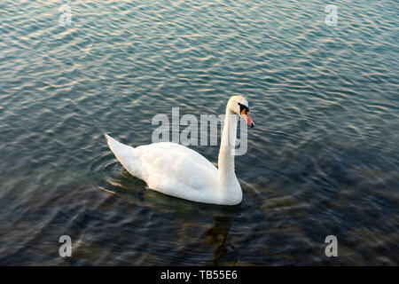 Il cigno (Cygnus olor) è una specie di cigno e di un membro della famiglia di uccelli acquatici anatidi. Il White Swan nel lago blu testa umida gocce d'acqua Foto Stock