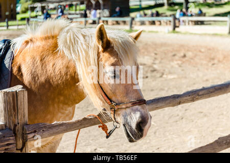 Un pony con un capello. Funny pony in una fattoria. Ritratto di pony Foto Stock