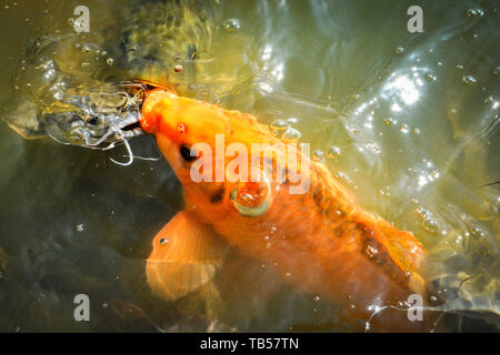 Orange carpa dorata di pesce e pesce gatto alimentando il cibo sulla superficie dell'acqua stagni Foto Stock