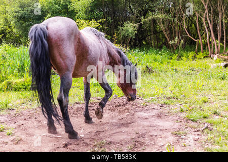 Candide ritratto di animali selvatici pony marrone pawing terreno polveroso prima della laminazione. Preso in Dorset, Inghilterra. Foto Stock
