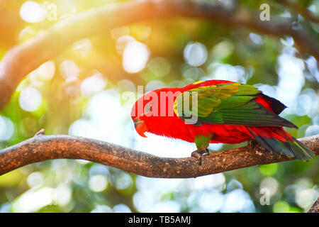 Vibrazioni Lory parrot permanente sulla struttura ad albero di diramazione nuture sfondo verde - bella red parrot bird (Lorius garrulus) Foto Stock