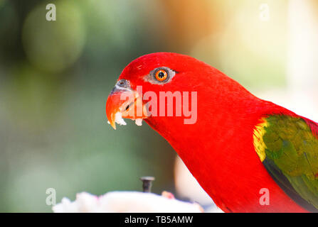 Vibrazioni Lory parrot permanente sulla struttura ad albero di diramazione nuture sfondo verde / rosso bello uccello pappagallo Foto Stock