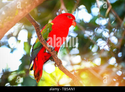 Vibrazioni Lory parrot permanente sulla struttura ad albero di diramazione nuture sfondo verde - bella red parrot bird (Lorius garrulus) Foto Stock