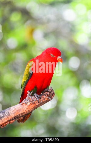 Vibrazioni Lory parrot permanente sulla struttura ad albero di diramazione nuture sfondo verde - bella red parrot bird (Lorius garrulus) Foto Stock