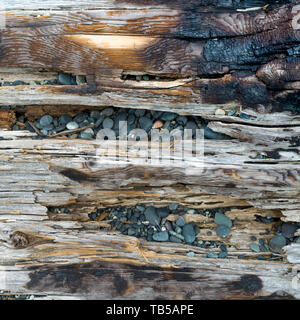 Close-up di driftwood e ciottoli sulla spiaggia a spirale, Victoria, British Columbia, Canada Foto Stock