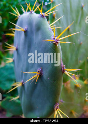 Green pachycereus con spine e la vegetazione in background Foto Stock