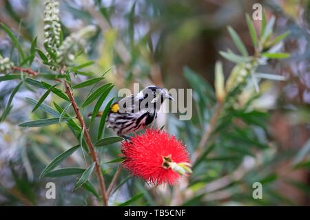New Holland honeyeater (Phylidonyris novaehollandiae), adulti in cerca di cibo, sul fiore di scovolino da bottiglia (Callistemon speciosus), Kangaroo Island Foto Stock
