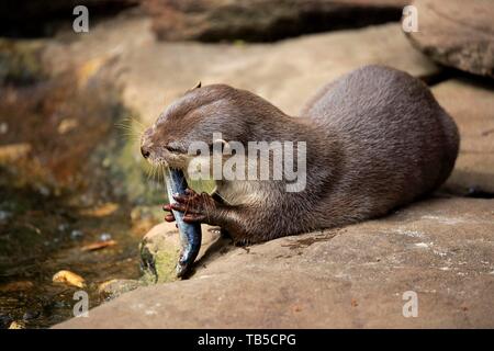 Oriental piccoli artigli lontra (Amblonyx cinerea), Adulto, giace sulla roccia e mangia pesce, captive, Adelaide, South Australia, Australia Foto Stock