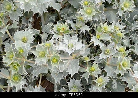 Eringio (Eryngium maritimum) in Bloom, Wangerooge, Est Isole Frisone, il Mare del Nord, Bassa Sassonia, Germania Foto Stock