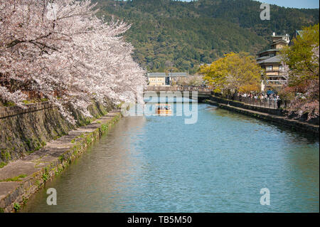 La fioritura dei ciliegi in Primavera lungo la Okazaki Canal, Kyoto, Giappone. Foto Stock