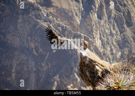 Condor andino (Vultur gryphus) arroccato su una sporgenza di roccia e di sorvolare il Colca Canyon, visto da Cruz del Cóndor Lookout, Cabanaconde distretto, Perù Foto Stock