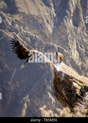 Condor andino (Vultur gryphus) arroccato su una sporgenza di roccia e di sorvolare il Colca Canyon, visto da Cruz del Cóndor Lookout, Cabanaconde distretto, Perù Foto Stock