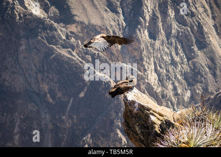 Condor andino (Vultur gryphus) arroccato su una sporgenza di roccia e di sorvolare il Colca Canyon, visto da Cruz del Cóndor Lookout, Cabanaconde distretto, Perù Foto Stock