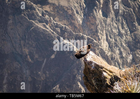 Condor andino (Vultur gryphus) arroccato su una sporgenza di roccia oltre il Canyon del Colca, visto da Cruz del Cóndor Lookout, Cabanaconde distretto, Perù Foto Stock