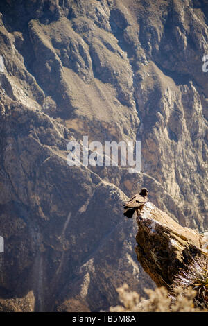 Condor andino (Vultur gryphus) arroccato su una sporgenza di roccia oltre il Canyon del Colca, visto da Cruz del Cóndor Lookout, Cabanaconde distretto, Perù Foto Stock