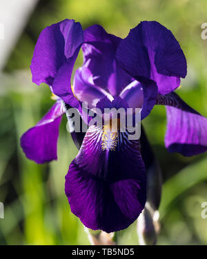 "Joanna' alti Iris barbuto, Skäggiris (Iris germanica) Foto Stock