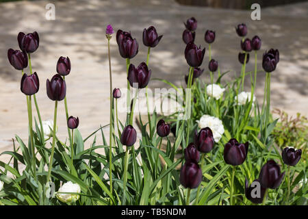 "Regina della notte' unico fine Tulip, Sen enkelblommande tulpan (Tulipa gesneriana) Foto Stock