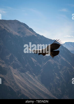 Magnifico condor andino (Vultur gryphus) senza alcuno sforzo di scorrimento sul Canyon del Colca, visto da Cruz del Cóndor Lookout, Cabanaconde distretto, Perù Foto Stock