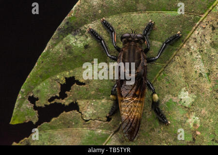 Una grande robberfly dall'Amazzonia ecuadoriana jungle. Foto Stock
