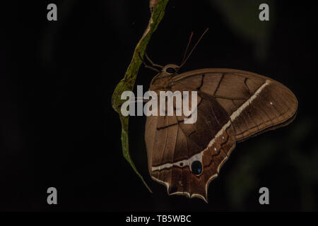 Un marrone nymphalid butterfly da cuyabeno riserva naturale nella foresta amazzonica. Foto Stock