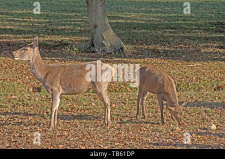 RED DEER Cervus Elaphus Captive Carf Foto Stock
