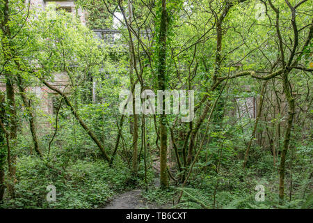 Mondo Perduto, Baron Hill House, Beaumaris, Ynys Mon, Anglesey Regno Unito - mansion di Samuel Wyatt per Bulkeley famiglia, abbandonato a causa di morte precoce fiscale 20C Foto Stock