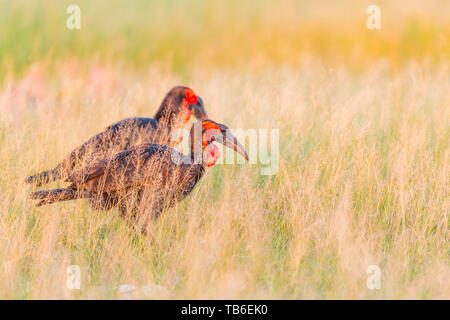 Hornbills del terreno meridionale visto nel parco nazionale di Hwange dello Zimbabwe. Foto Stock