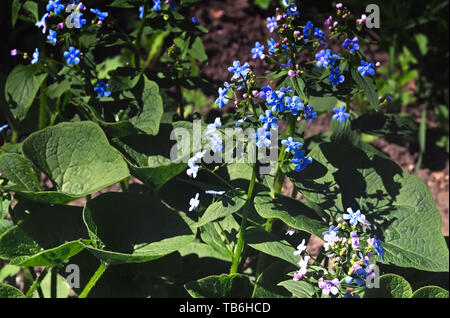 Sul letto di fiori nel giardino sbocciano fiori di diversi colori, assimilabile alla forma di una margherita. Foto Stock