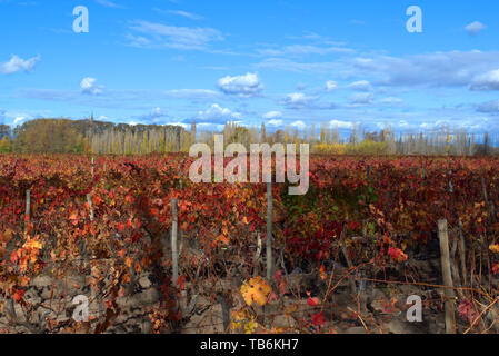 Giallo e arancione vigneti all'inizio dell'autunno in Mendoza, Argentina. Foto Stock