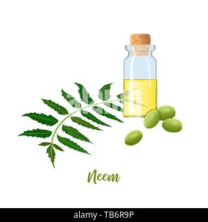 Bottiglia di vetro con cor, olio di margosa, ramo di foglie, fiori e baccelli. Ayurveda erbe. flaconcino. Oilplant per la medicina, cosmetici Illustrazione Vettoriale