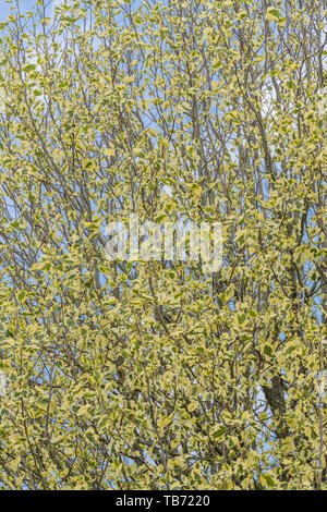 Variegata di foglie dell'albero dei tulipani / liriodendron tulipifera aureomarginatum. A volte chiamato Tulip pioppo. Una volta utilizzato in prodotti a base di erbe. Foto Stock