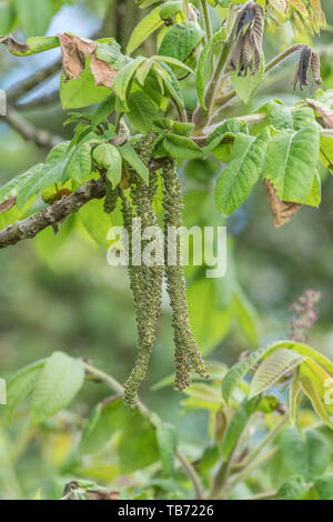 Fiori di giapponese / noce Juglans ailantifolia tree con esposti cascante amenti maschili. Montante fiori rossi eventualmente producono i dadi. Usi medicinali Foto Stock