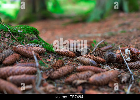 Molte dimensioni differenti abete coni giacente a terra in prossimità del tronco di un albero coperto di MOSS nel Parco Nazionale di Harz in Germania. Foto Stock