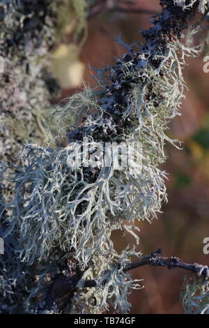 Close Up di muschio di quercia Lichen (Evernia prunastri) che cresce su un vecchio argento betulla. Sfondo naturale. Muir of Dinnet, Cairngorms, Scotland, Regno Unito Foto Stock