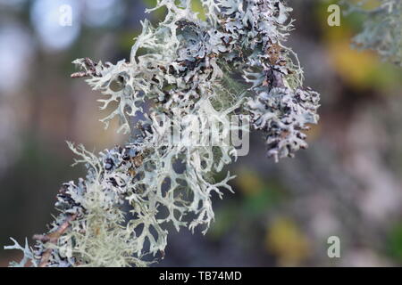 Close Up di muschio di quercia Lichen (Evernia prunastri) che cresce su un vecchio argento betulla. Sfondo naturale. Muir of Dinnet, Cairngorms, Scotland, Regno Unito Foto Stock