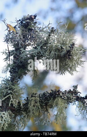 Close Up di muschio di quercia Lichen (Evernia prunastri) che cresce su un vecchio argento betulla. Sfondo naturale. Muir of Dinnet, Cairngorms, Scotland, Regno Unito Foto Stock