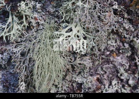 Close Up di muschio di quercia Lichen (Evernia prunastri) che cresce su un vecchio argento betulla. Sfondo naturale. Muir of Dinnet, Cairngorms, Scotland, Regno Unito Foto Stock