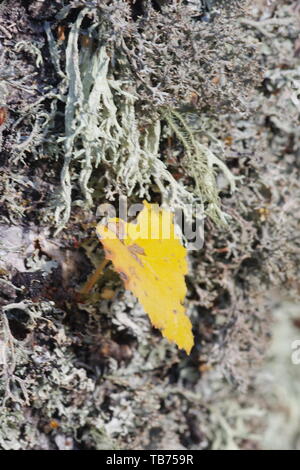 Close Up di muschio di quercia Lichen (Evernia prunastri) che cresce su un vecchio argento betulla. Sfondo naturale. Muir of Dinnet, Cairngorms, Scotland, Regno Unito Foto Stock