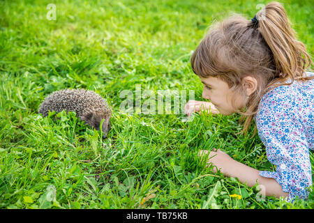 Poco riccio in natura. animali. Il fuoco selettivo Foto Stock