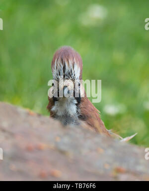 Primo piano dettagliato del selvaggio, giovanile, uccello di fieno britannico (Garrulus glandarius) isolato in habitat naturale all'aperto. Capelli divertenti. Foto Stock