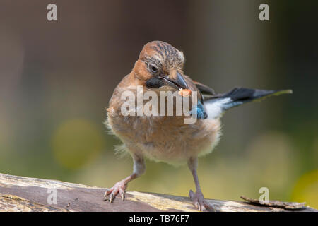 Dettaglio, primo piano di selvatico uccello di giagia giovanile britannico (Garrulus glandarius) isolato in giardino in piedi su tronchi, una noce nel suo becco. UK jays, corvidi Foto Stock