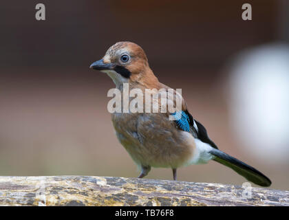 Vista frontale, ravvicinata, dell'uccello jay selvatico e giovanile (Garrulus glandarius) isolato nell'habitat naturale all'aperto del Regno Unito, appollaiato sul log. Foto Stock