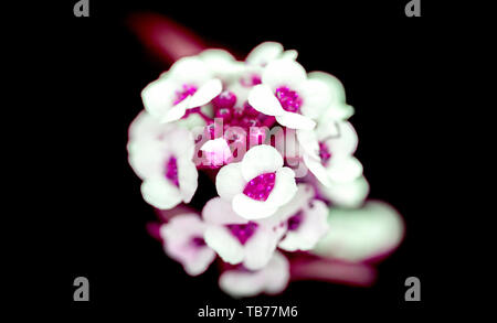 Close-up, foto macro di un ​bunch di fiori in bianco, rosa, viola, fucsia colore su uno sfondo nero Foto Stock