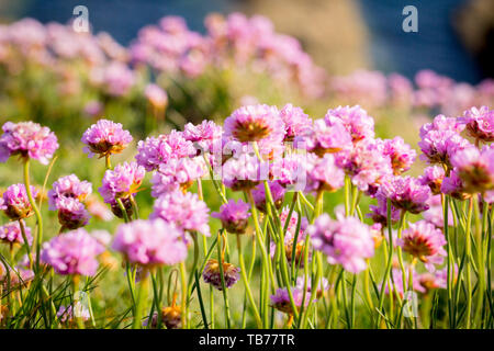 Foto di paesaggio con prato in fiore con fondo marino. Fiori all'aglio. Fiori rosa prato. Foto Stock