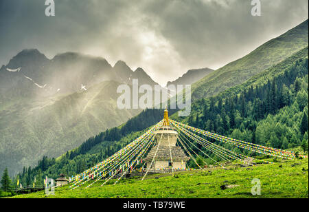 Prato alpino, prato, alpine Foto Stock