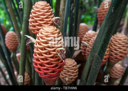 Lo zenzero (Zingiber spectabile), fiori, Lago di Arenal, provincia di Guanacaste, Costa Rica Foto Stock