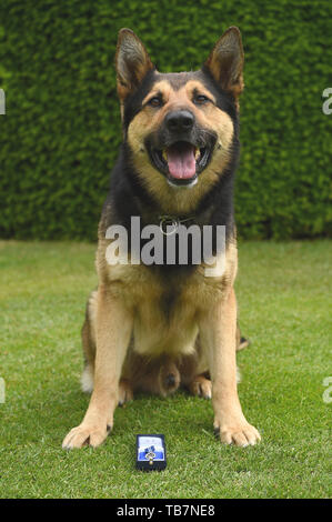 Cane di polizia marci alla onorevole Compagnia di Artiglieria a Londra la ricezione del PDSA ordine di merito. Diciannove hero cani di polizia stanno ricevendo un premio per aiutare i servizi di emergenza durante il 2017 Londra gli attentati a Westminster Bridge, London Bridge e di Borough Market. Foto Stock