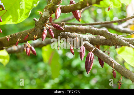 Molto giovane il Trinitario cacao (Theobroma cacao) baccelli l isola di Sumatra, Indonesia Foto Stock